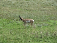 Antelope in Custer SP